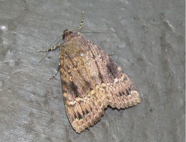 Amphipyra cfr. pyramidea (Noctuidae)